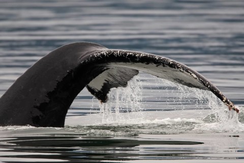 Descending humpback whale