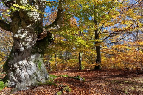 Old copper beech