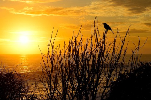 Galapagos mockingbird
