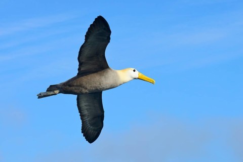 Waved albatross