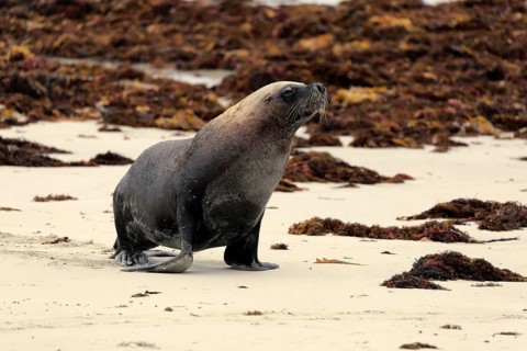 Australian sea lion