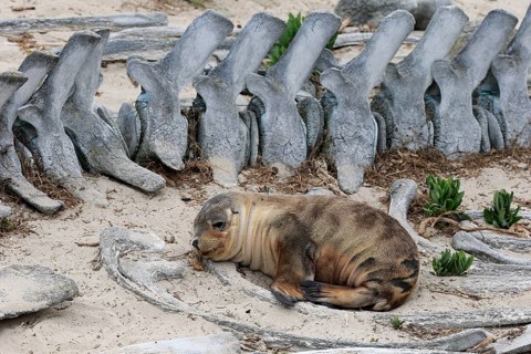 Australian sea lion