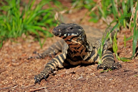 Lace monitor a