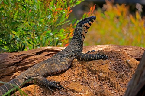 Lace monitor a