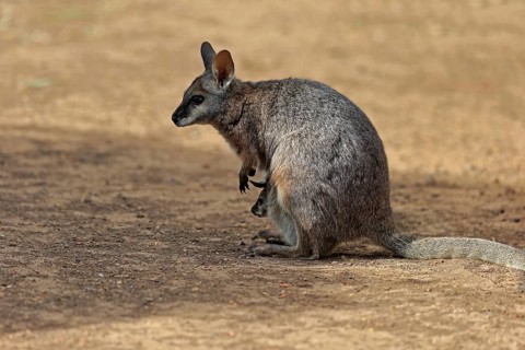 Derby wallaby