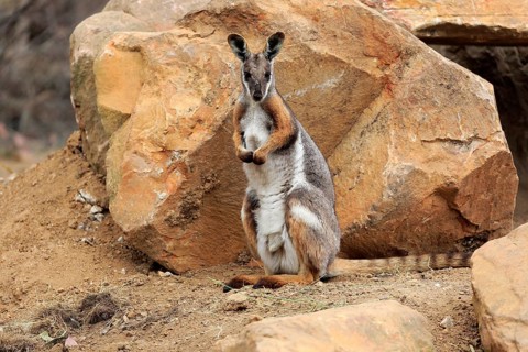 Yellow-footed rock-wallaby