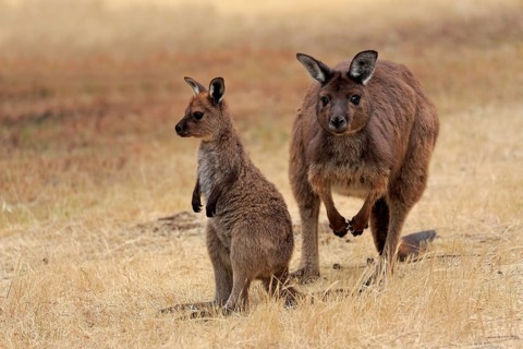 Kangaroo Island grey kangaroo