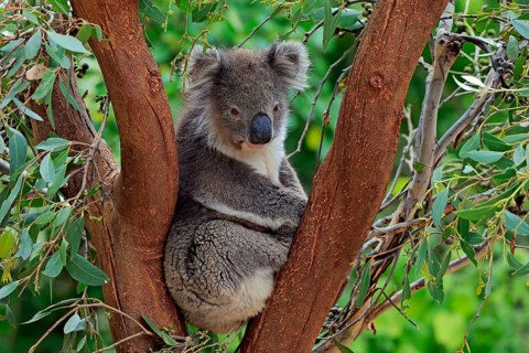 Koala