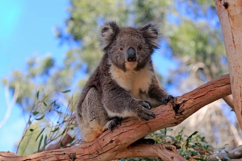 Koala