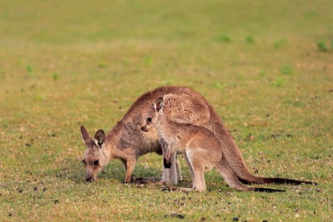 Eastern giant grey kangaroo