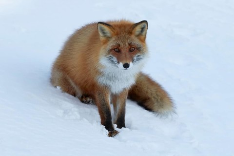 Ezo red fox