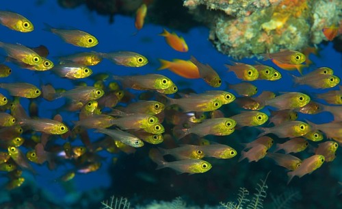 Shoal of Golden Glassfish