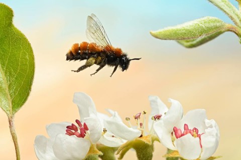 Tawny mining bee