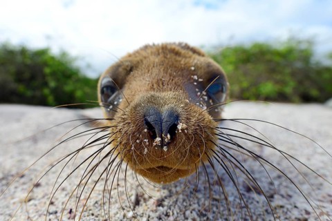 Young Galapagos sea lion