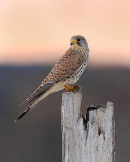 Common Common Kestrel