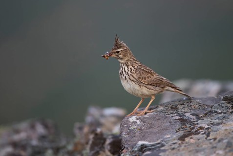 Thekla Lark