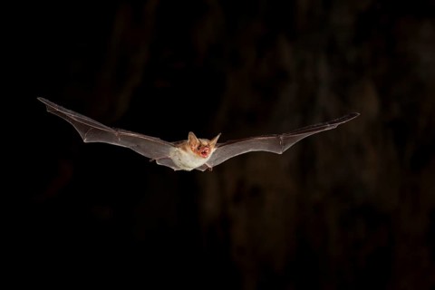 Lesser mouse-eared bat