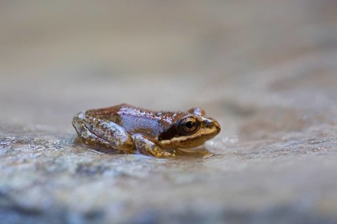 Pyrenean Frog