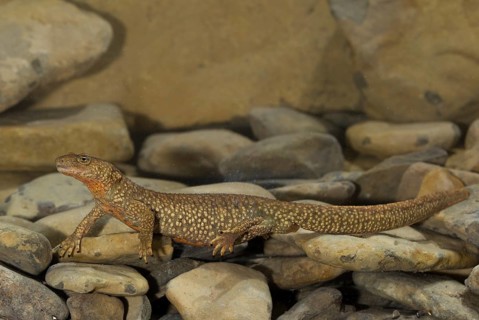 Pyrenean brook salamander
