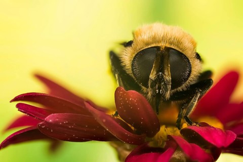 Narcissus Bulb Fly