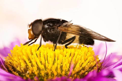 Macro Focus Stacking