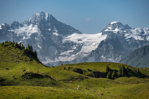 Cows on a mountain pasture