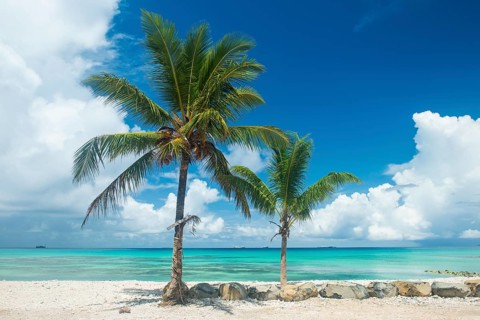 Palm trees in the beautiful lagoon of Funafuti