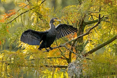 Great cormorant