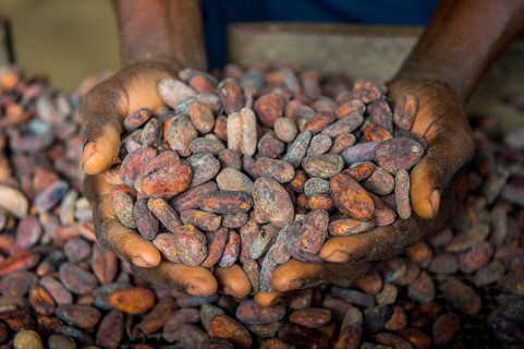 Woman holding cocoa beans in ther hands