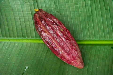 The cocoa bean