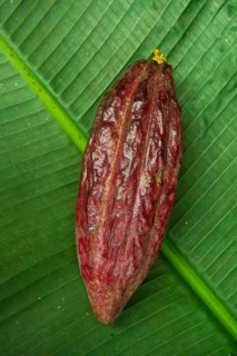 The cocoa bean