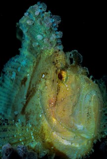 Leaf scorpionfish