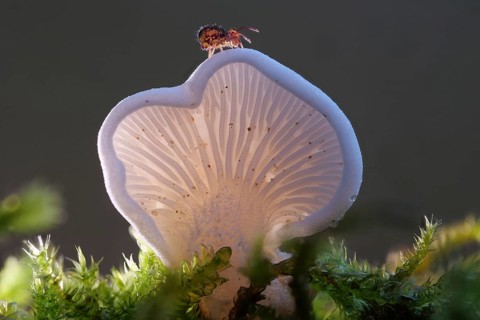 Common stump-foot