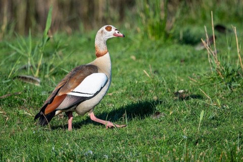 Egyptian goose