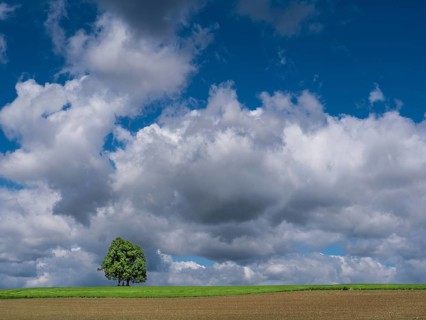 Lonely pair of trees in a meadow under thunderclouds