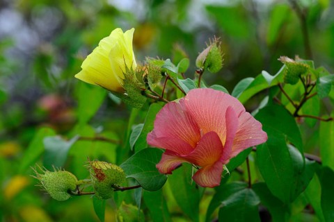 Flowers of Galapagos cotton