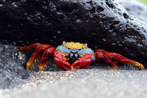 Red rock crab