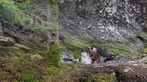Peregrine falcon Falcon