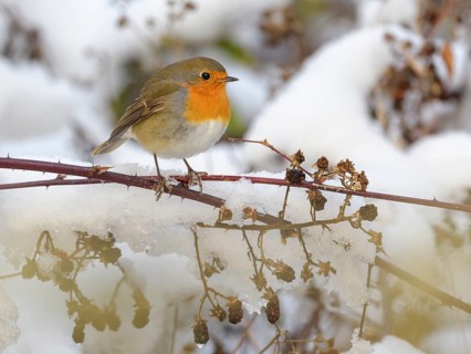 European robin