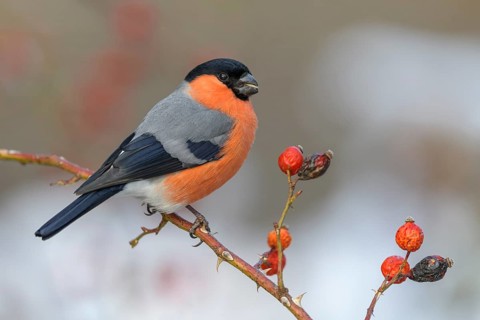 Eurasian bullfinch