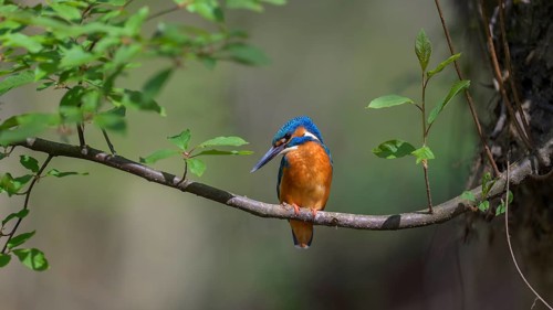 Common kingfisher