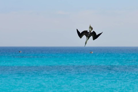 Nazca Booby
