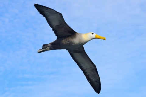 Waved albatross