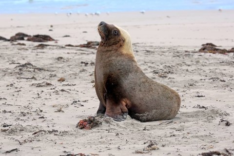 Australian sea lion