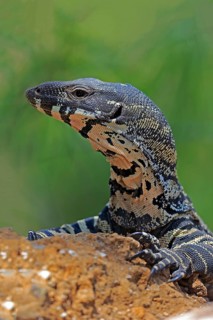 Lace monitor a