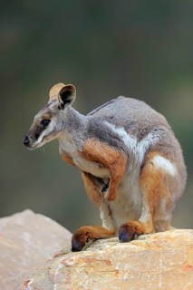 Yellow-footed rock-wallaby