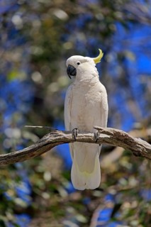 Sulphur-crested cockatoo