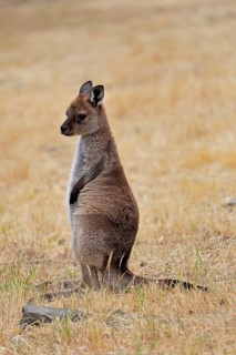 Kangaroo Island kangaroo