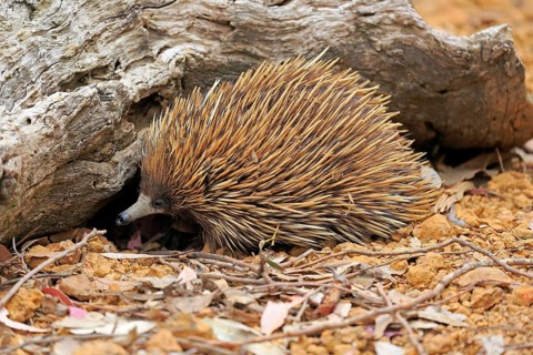 Short-beaked echidna