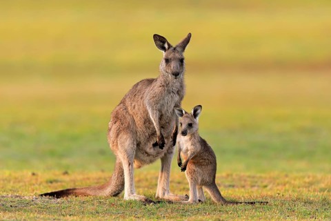 Eastern giant grey kangaroo